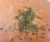 ���}�U�L ���D�ݏĂ������o�[�K�[