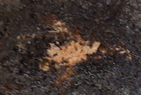 �`���R�z�C�b�v�������p��